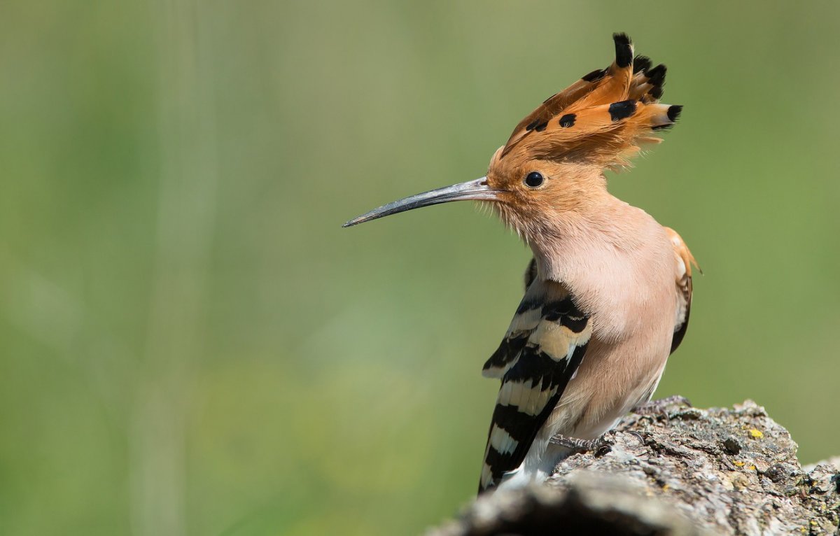 Удод Степной