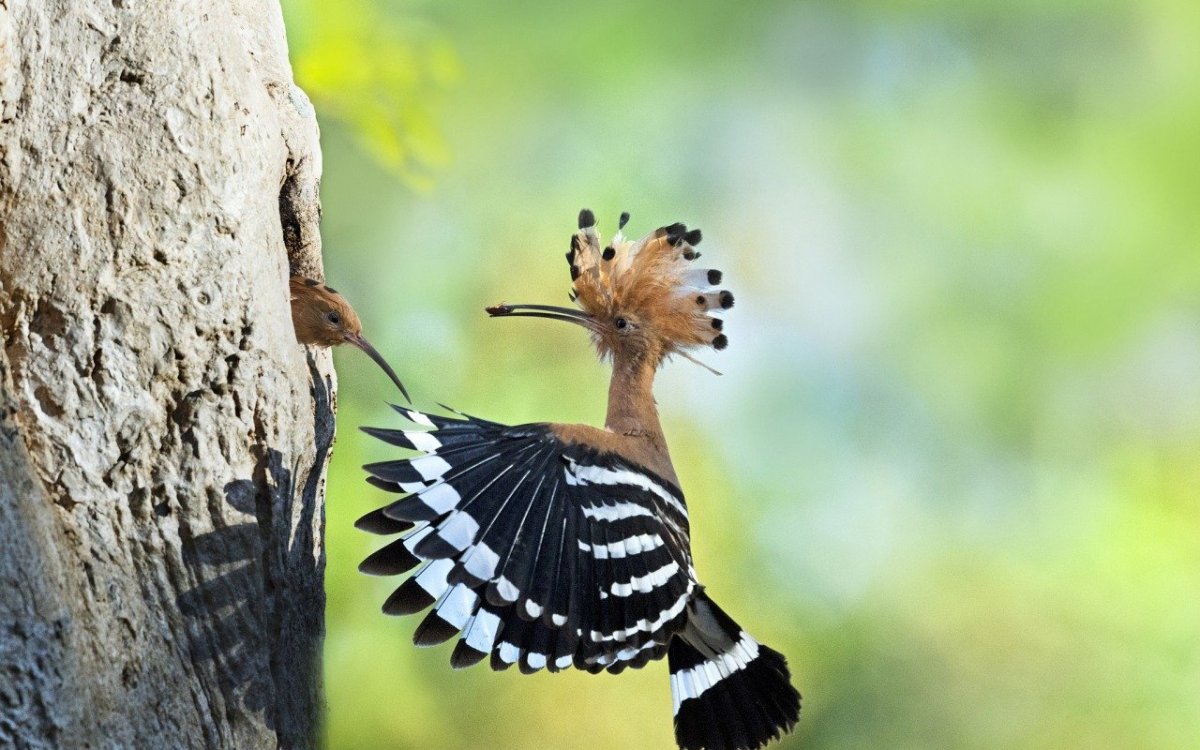 Удод птица Крылья