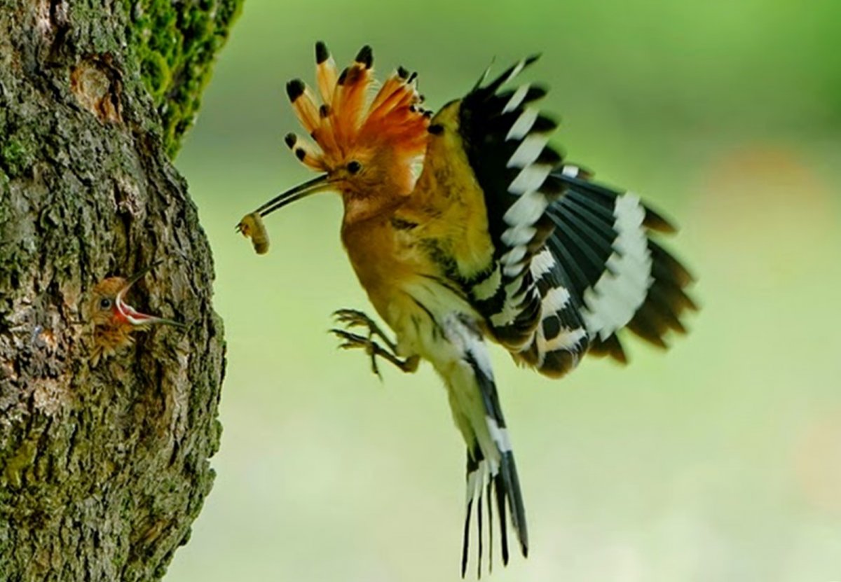 Удод птица гнездо