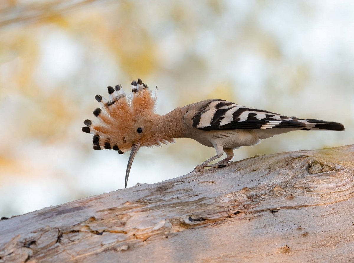 Фото удода птицы крупным планом