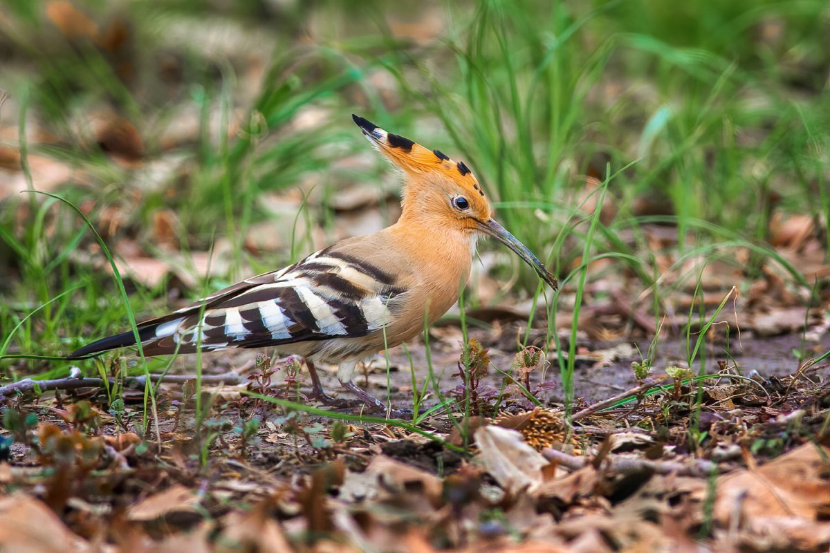 Удод (Upupa Epops)
