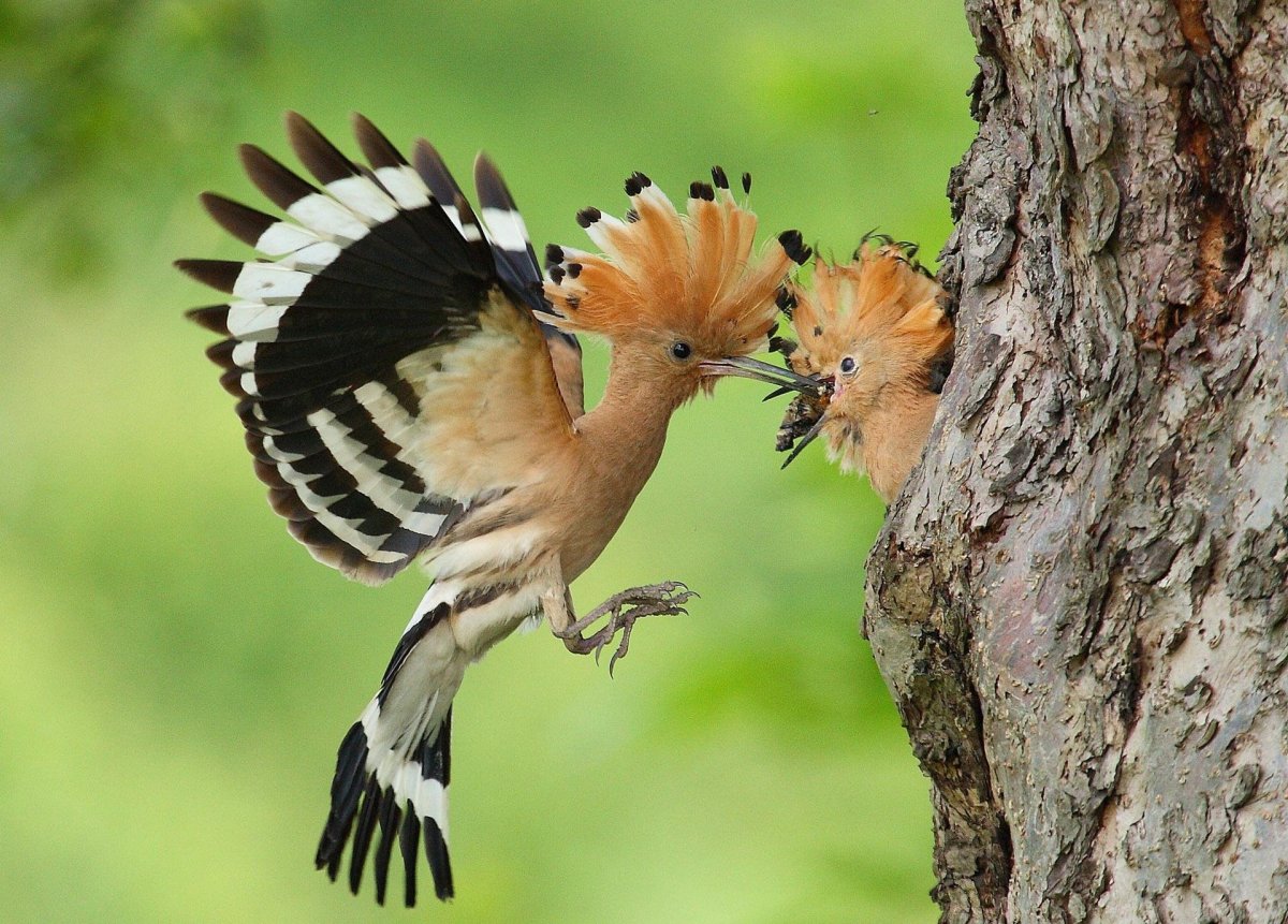 Плащеносный Удод