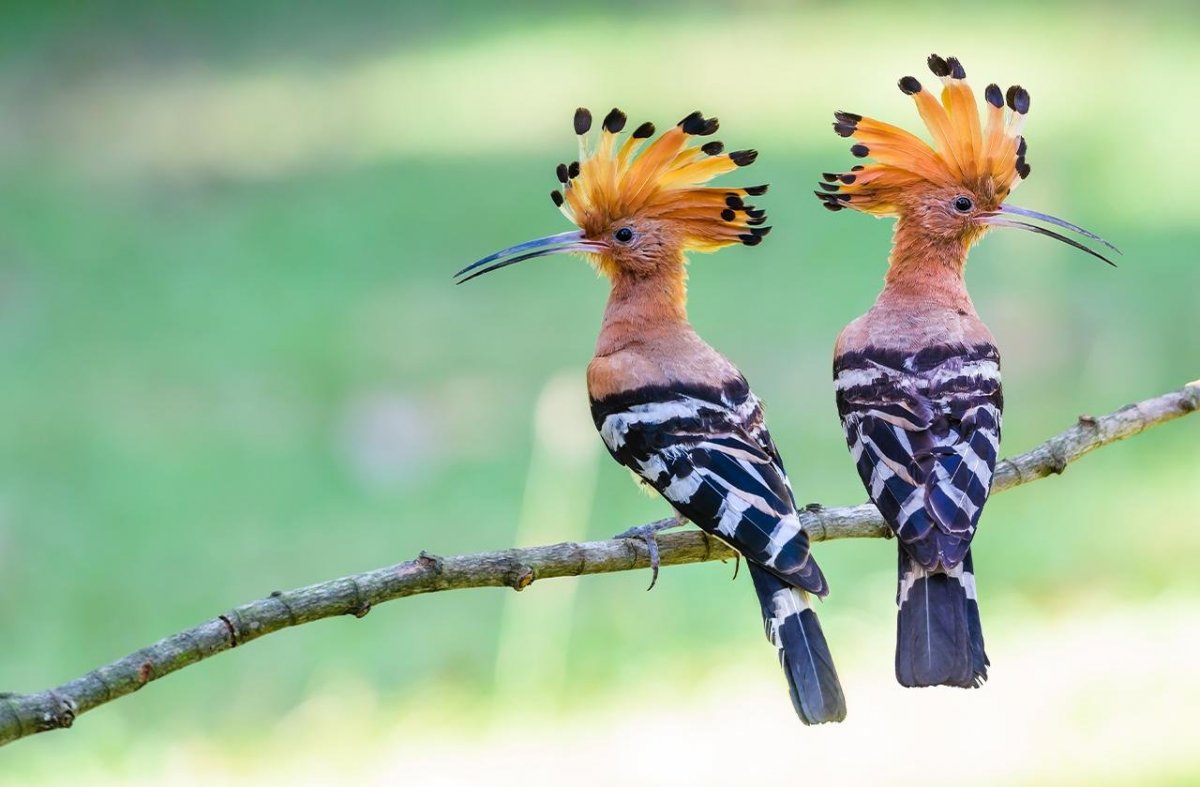 Птица Израиля Удод