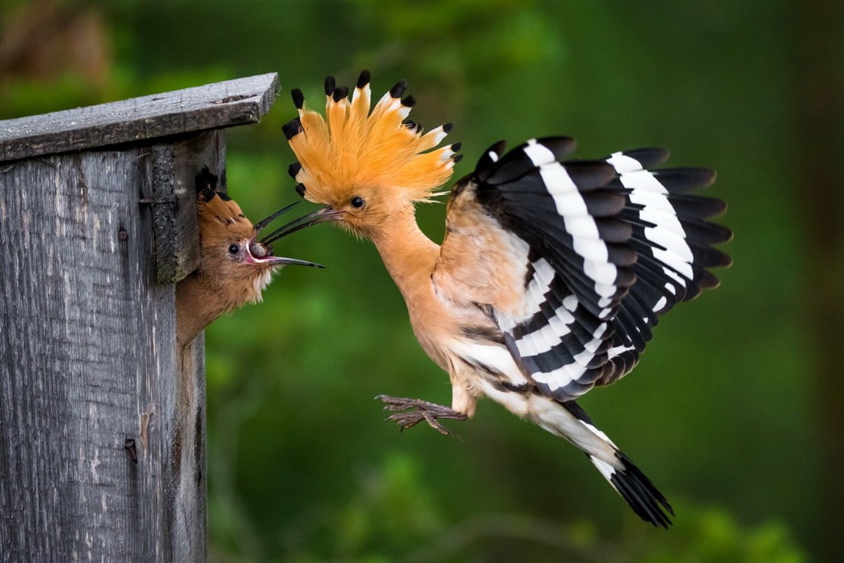 Гнездо удода