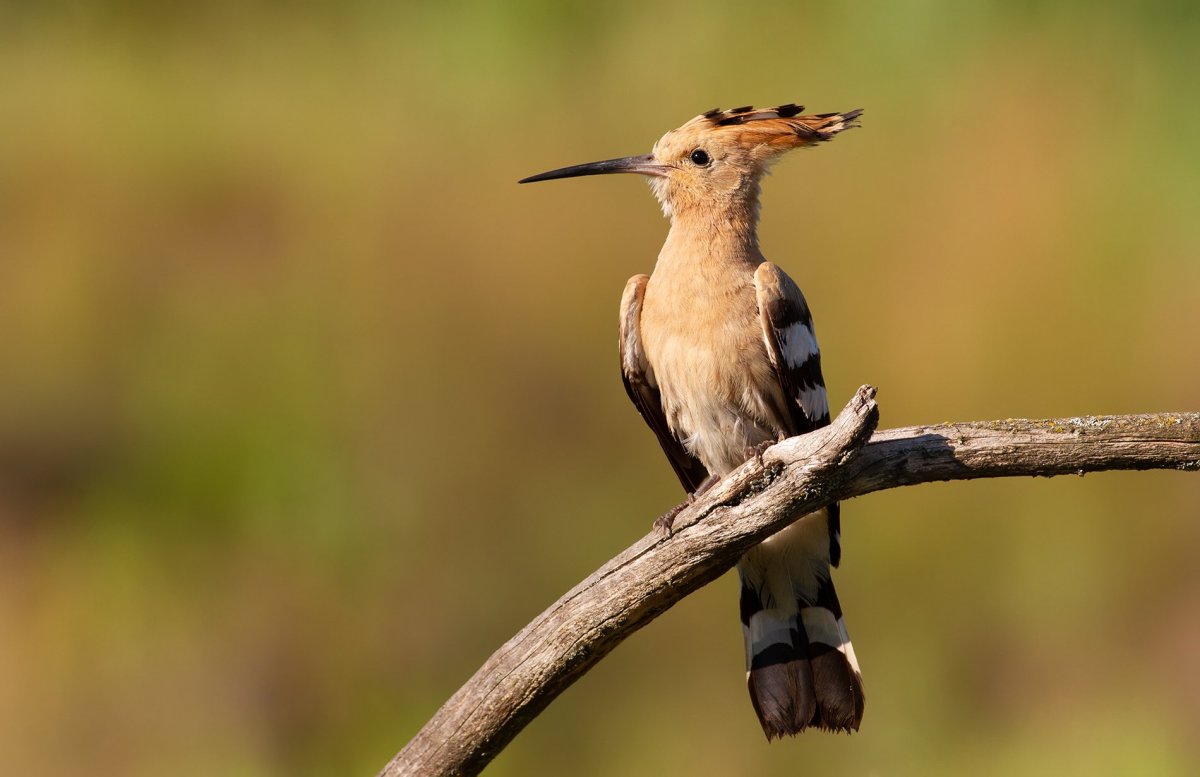 Удод в Нижегородской области