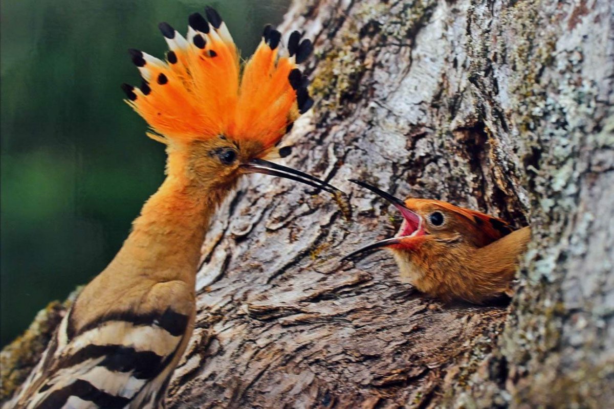 Лесные птицы Брянской области