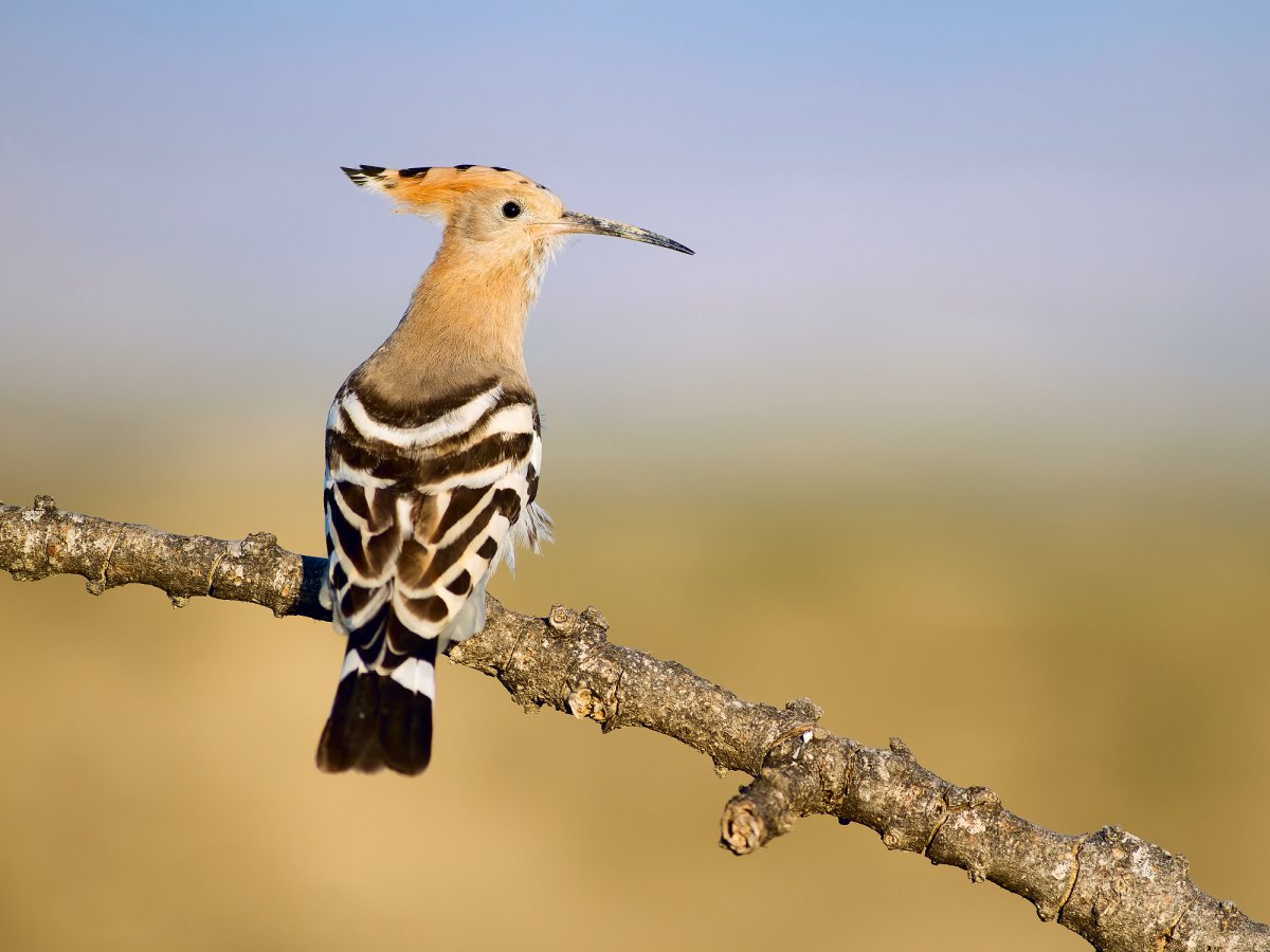 Бенгальский Удод