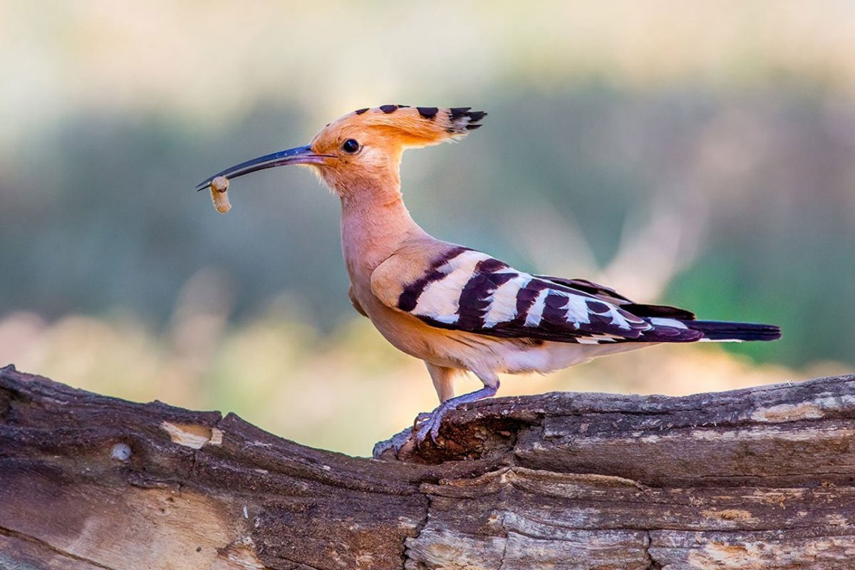 Удод Сенегальский