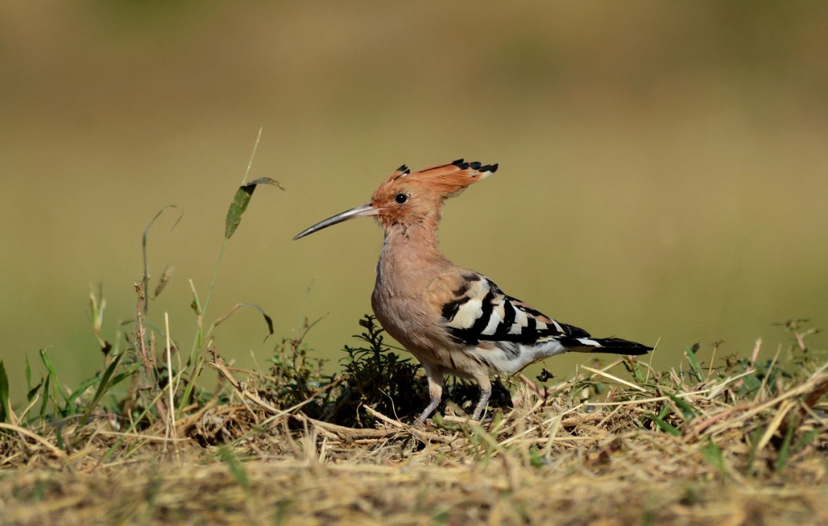 Птицы России Удод