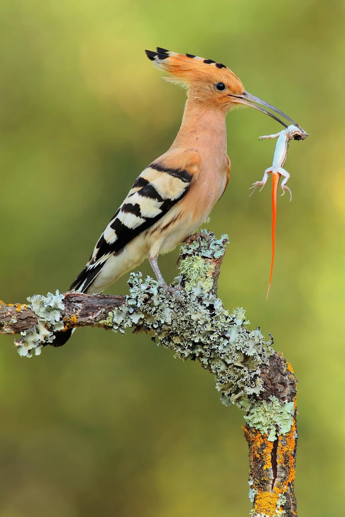 Мадагаскарский Удод