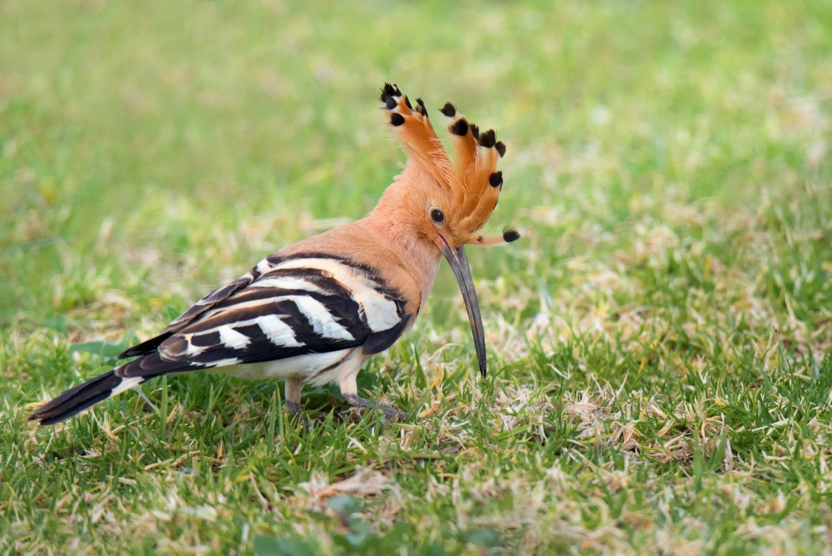 Удод Крымский
