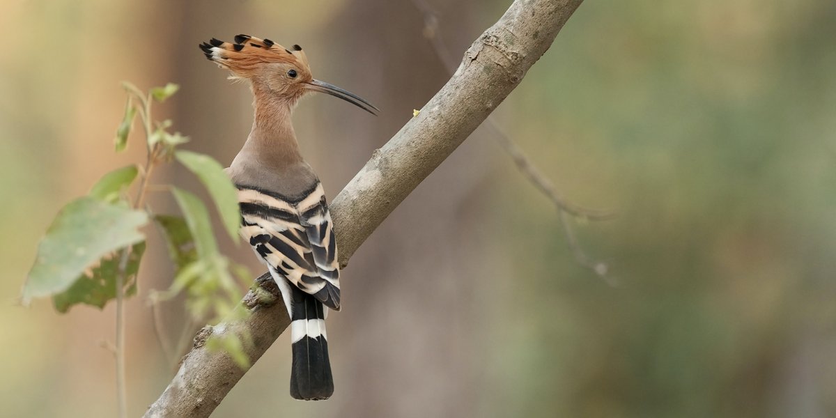 Африканский Удод