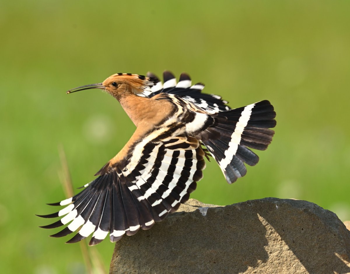 Удод Крымский