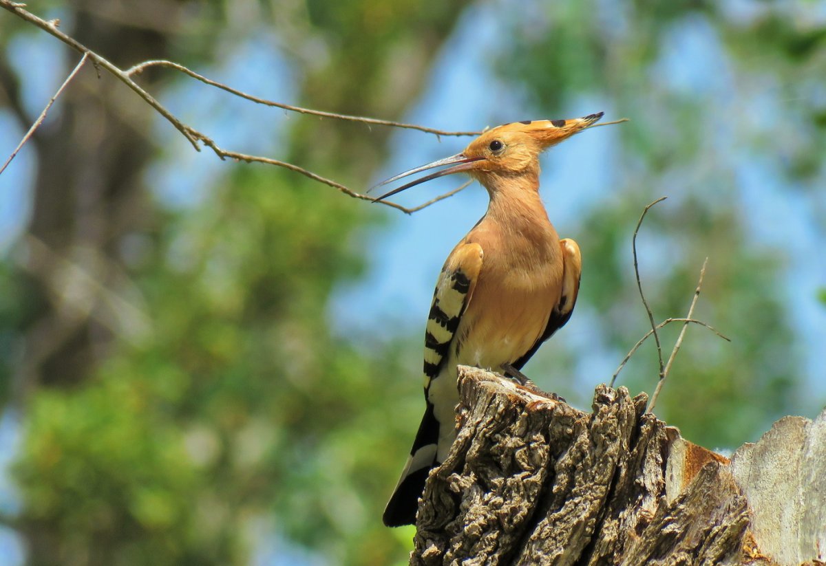 Удод (Upupa Epops)