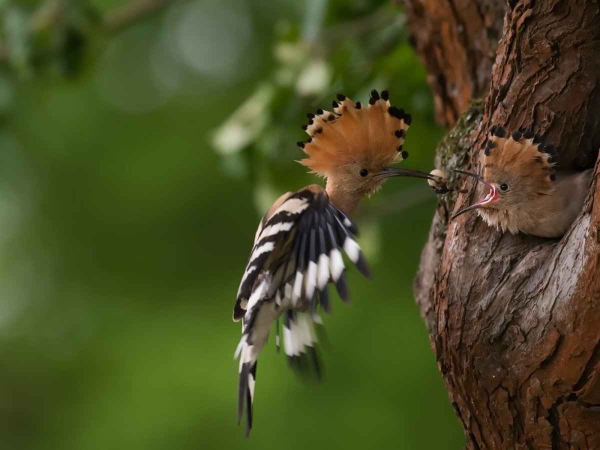 Лесная птица Удод