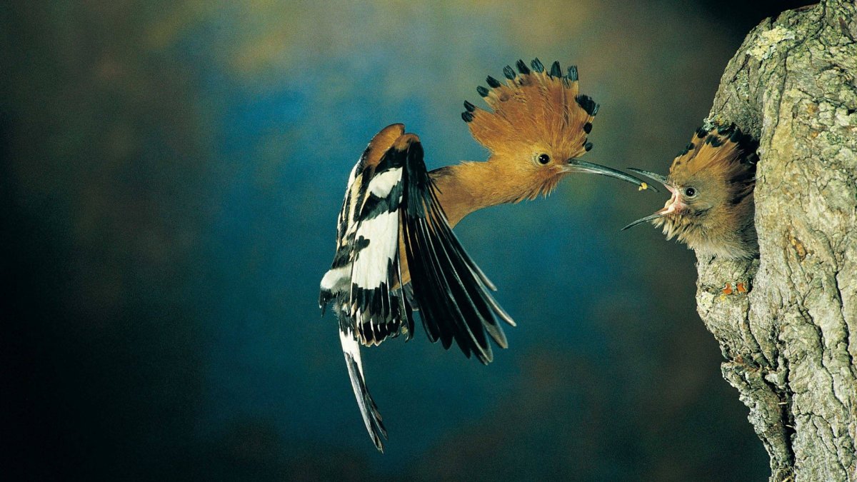 Удод птица гнездо