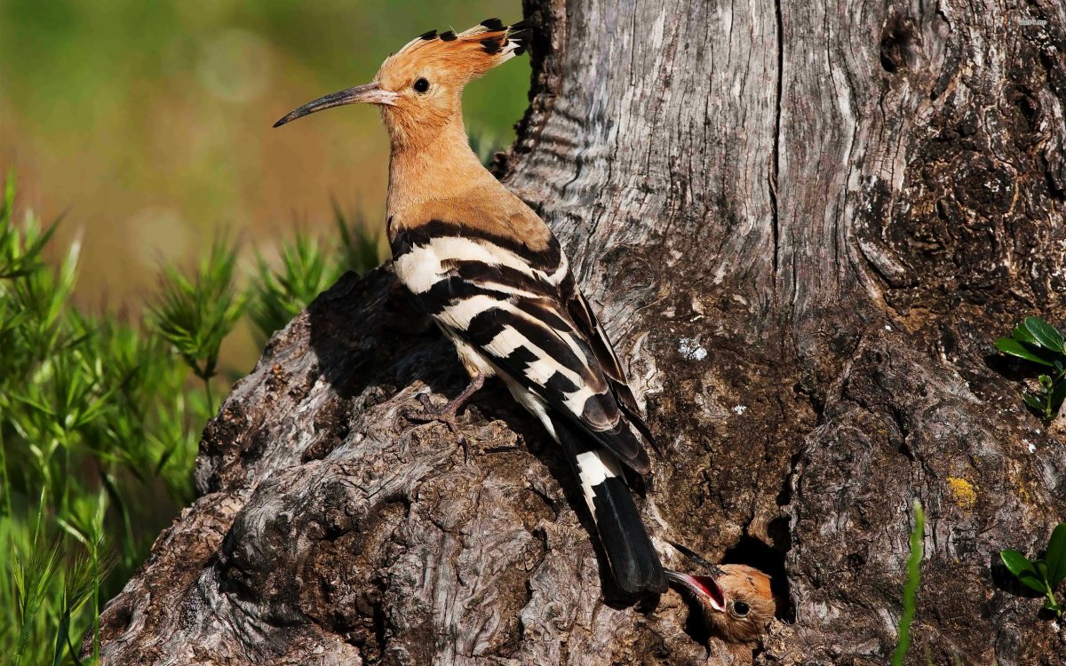 Удод обыкновенный