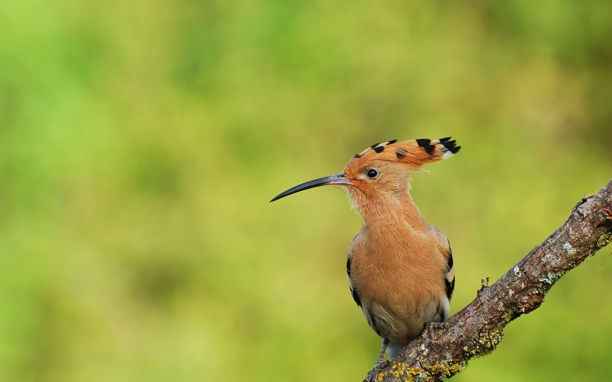 Удод с длинным клювом