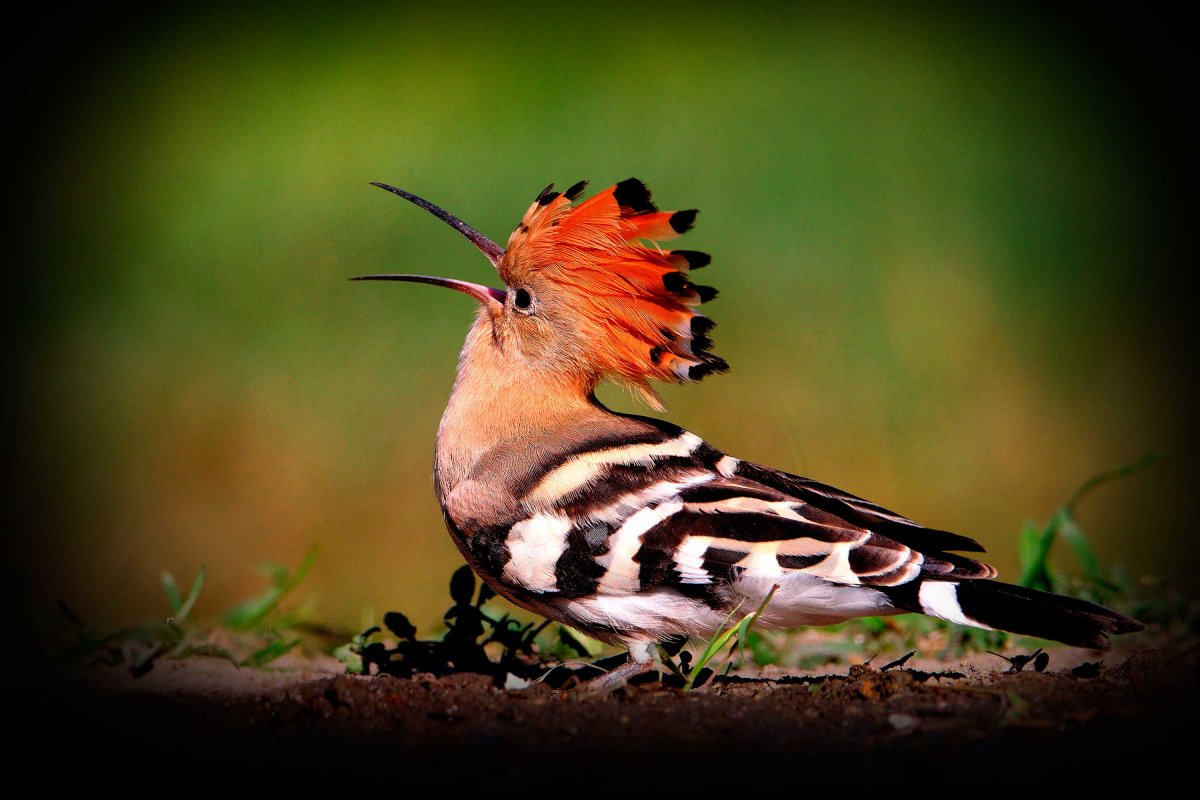 Синеголовый Удод