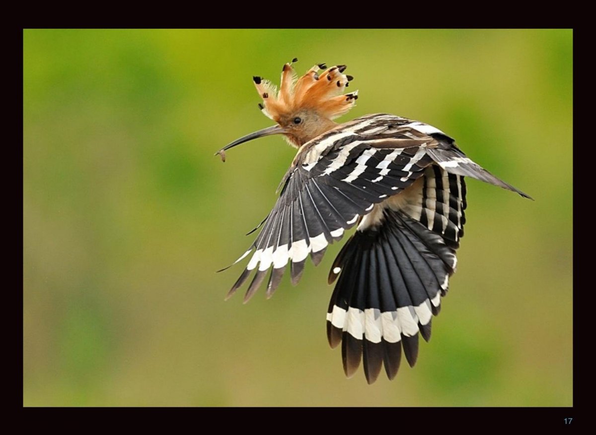 Плащеносный Удод