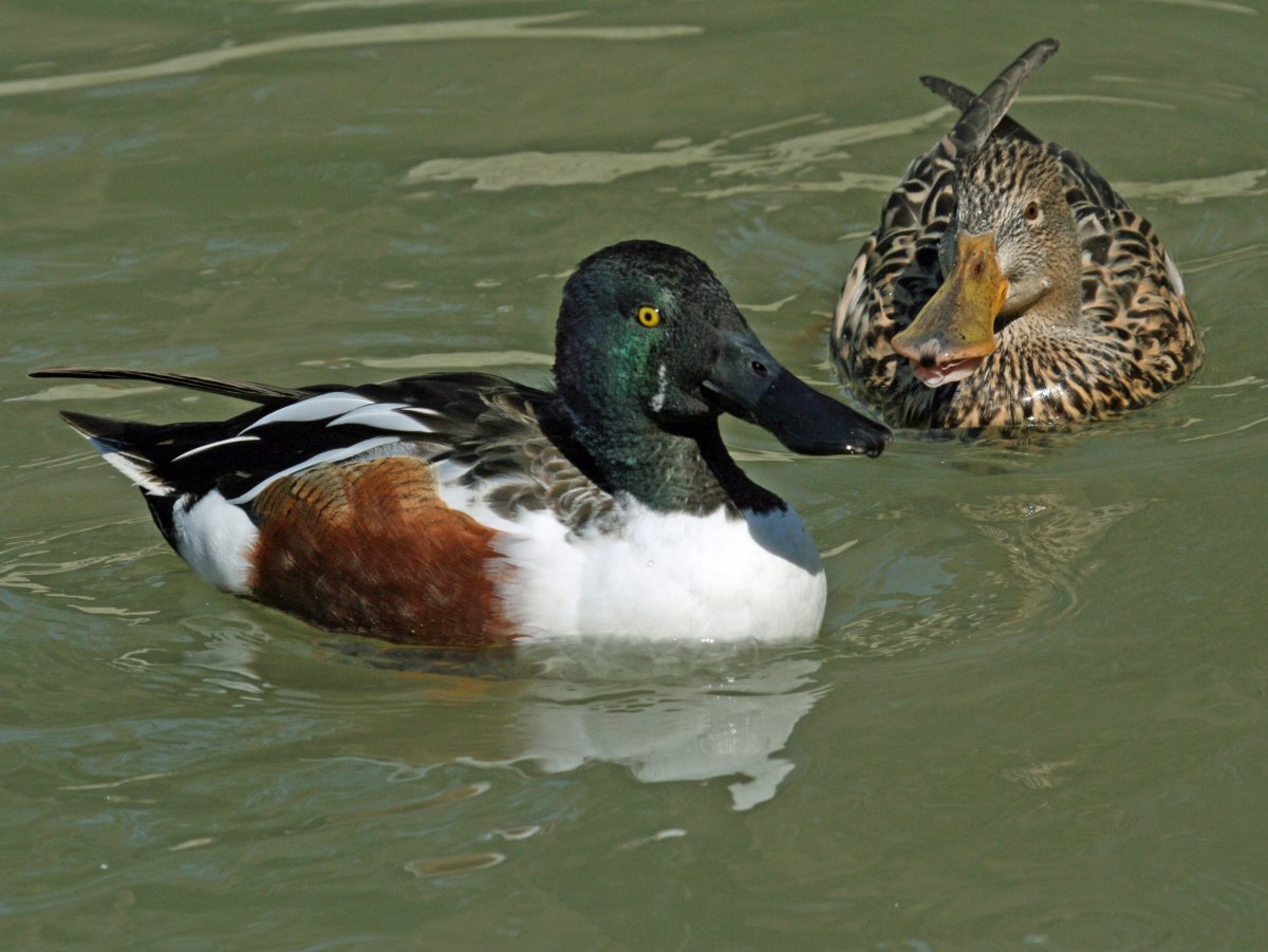 Широконоска (Anas clypeata)