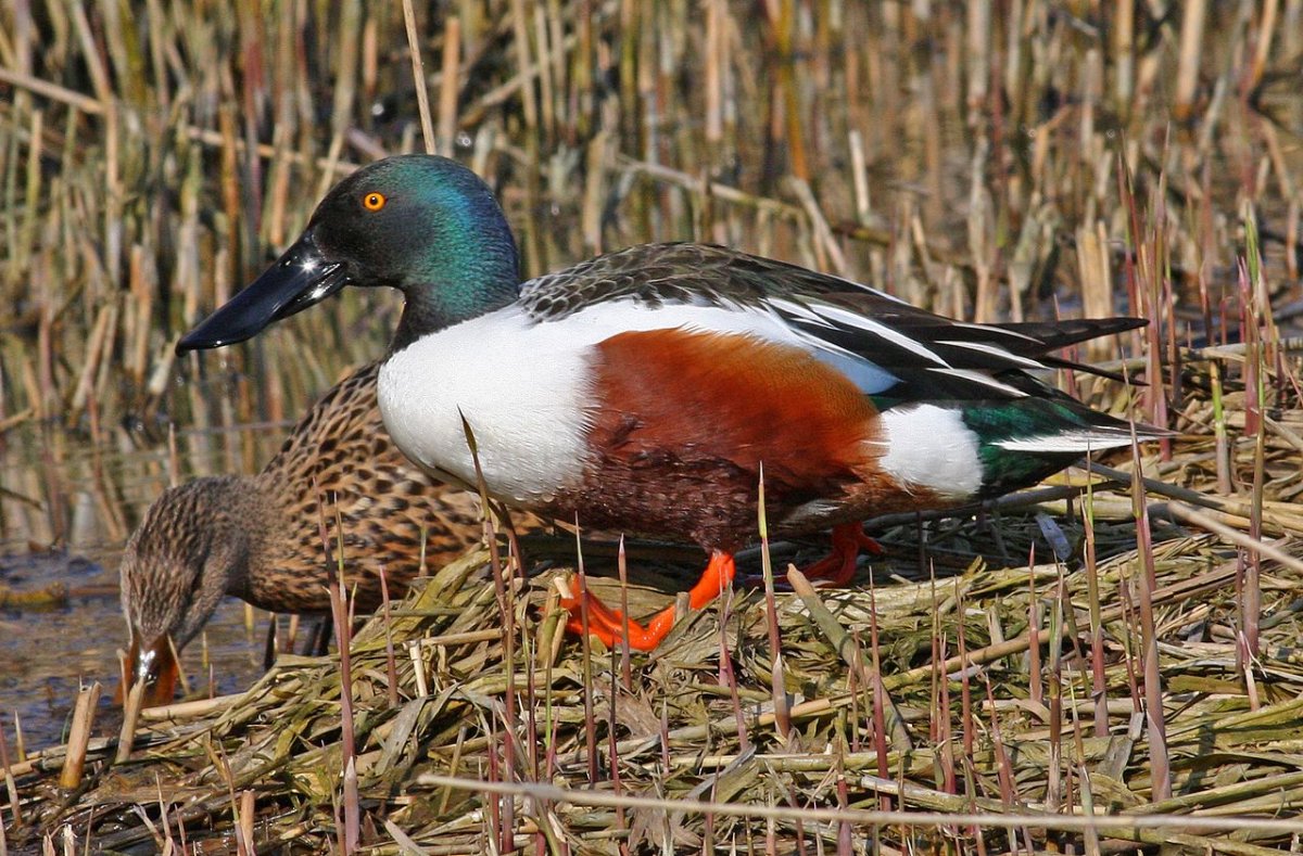 Широконоска и кряква