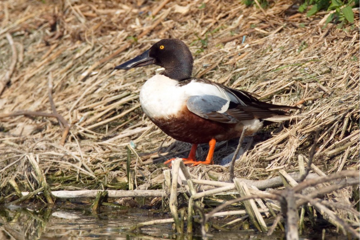 Гнездо широконоски
