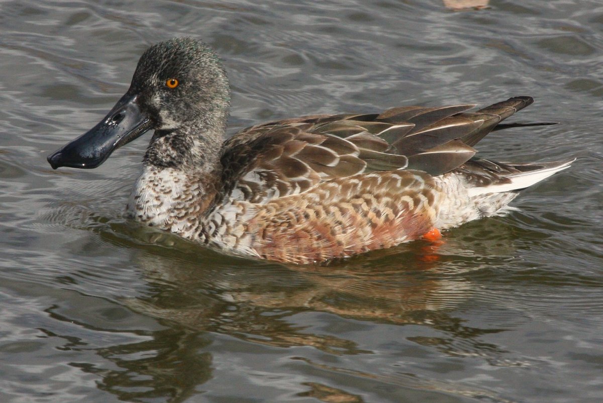 Африканская Широконоска