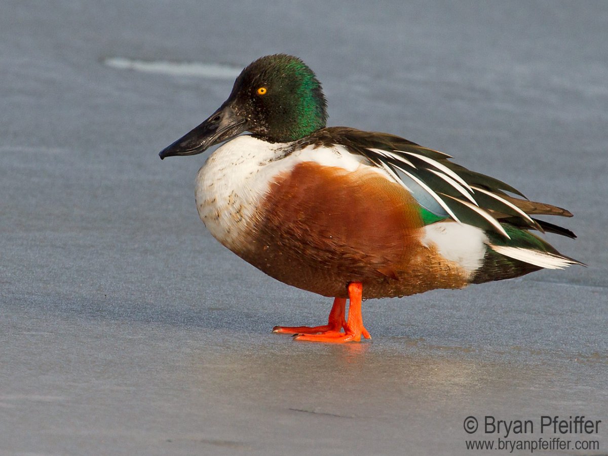 Австралийская Широконоска