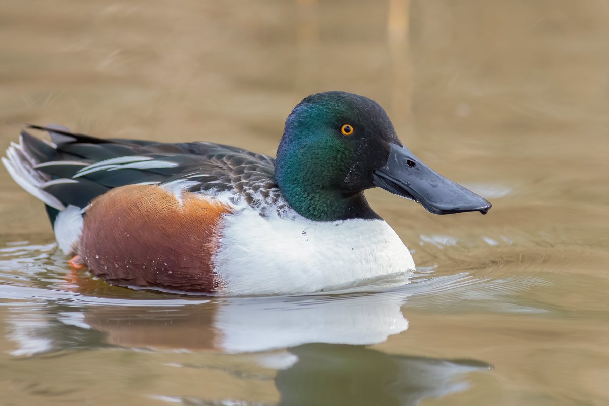 Соксун Широконоска