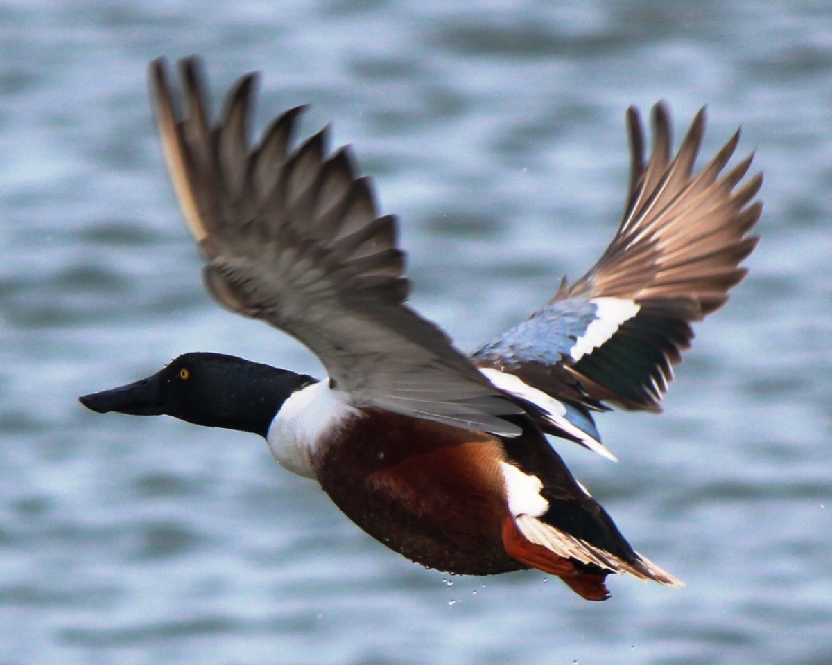 Широконоска птица