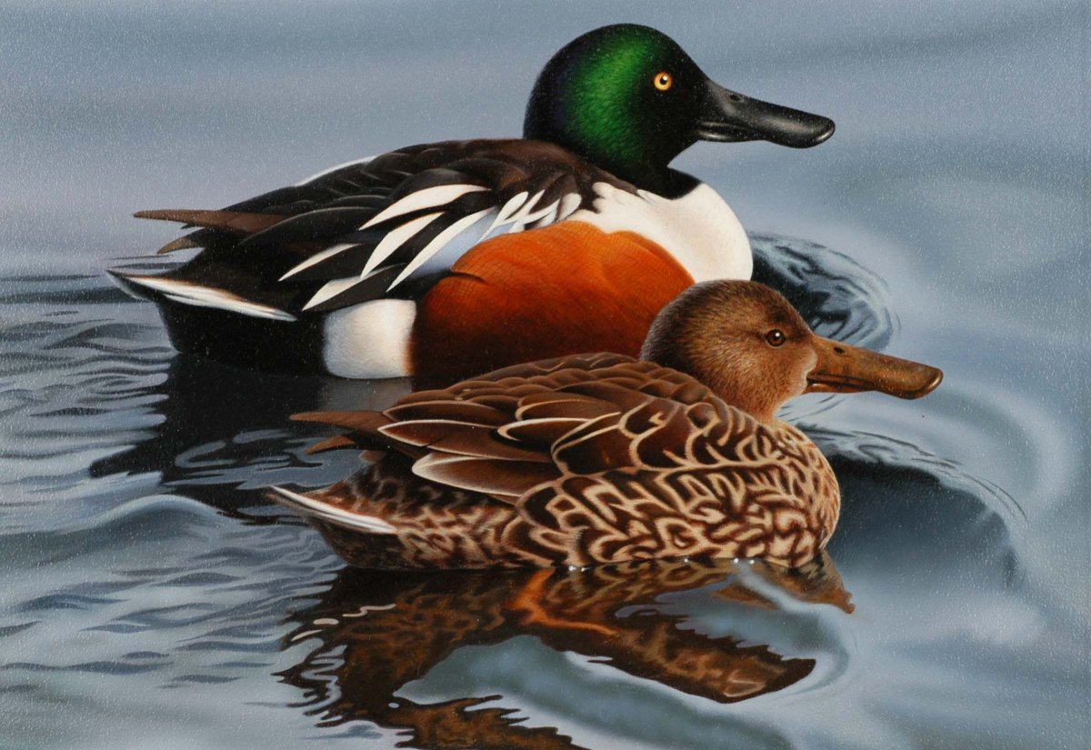 Широконоска самка