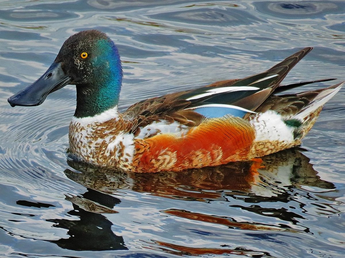 Соксун Широконоска