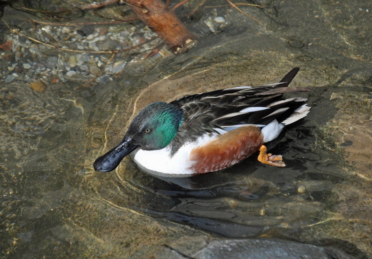 Соксун Широконоска