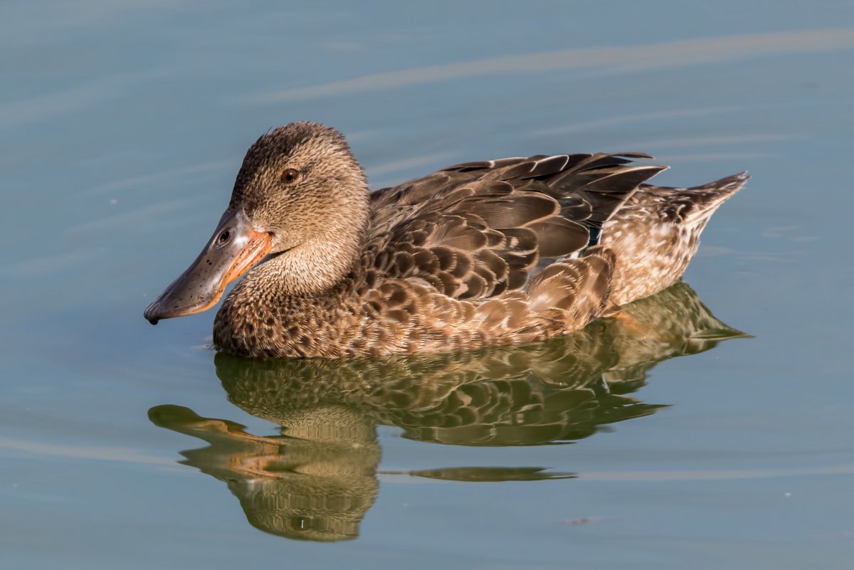 Широконоска птенец