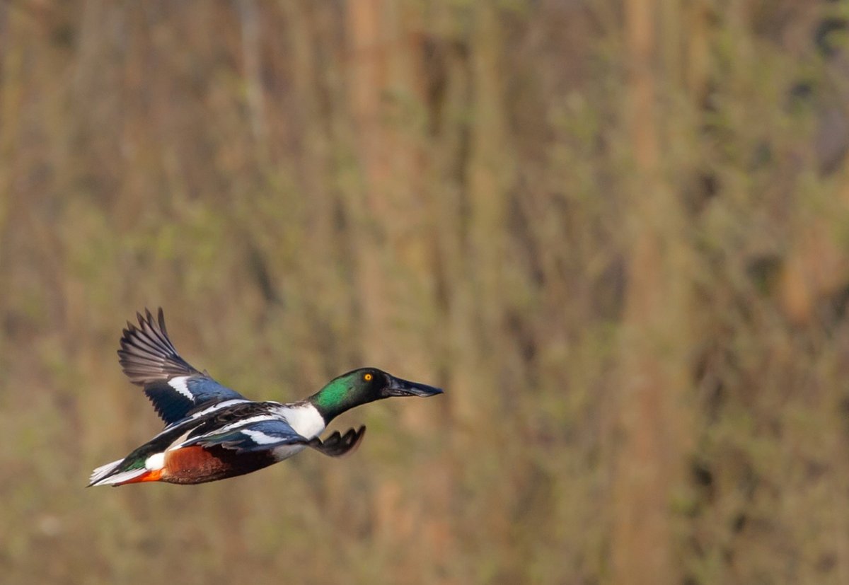 Водоплавающие птицы Англии