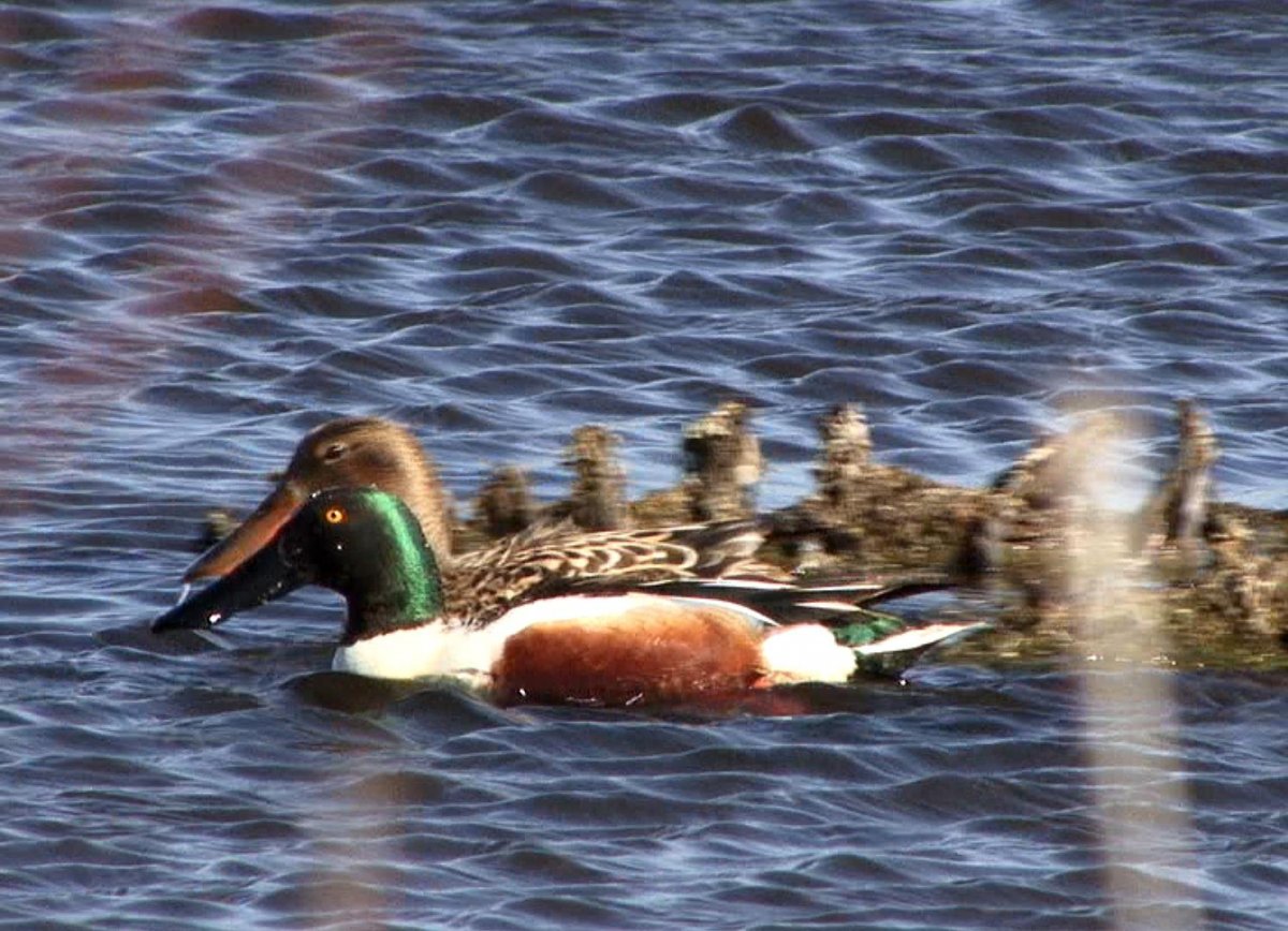 Широконоска самка и самец