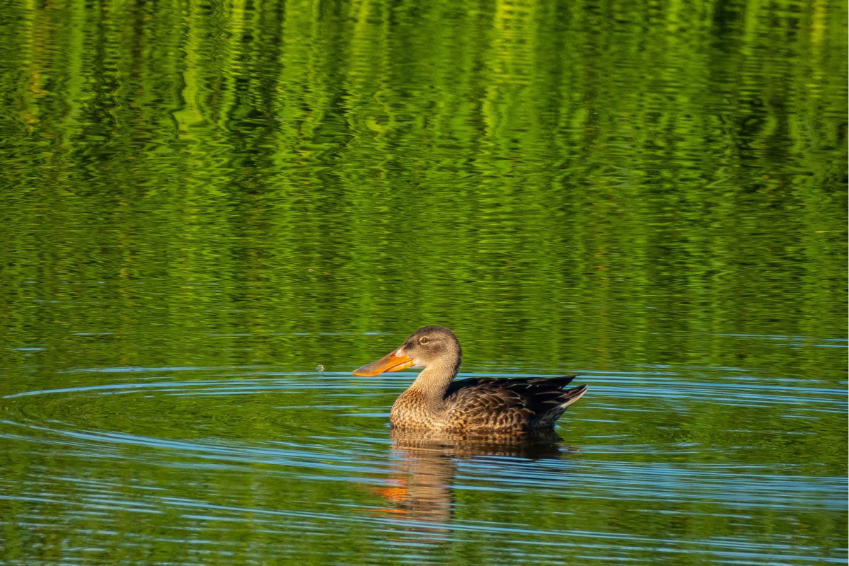 Широконоска (Anas clypeata)