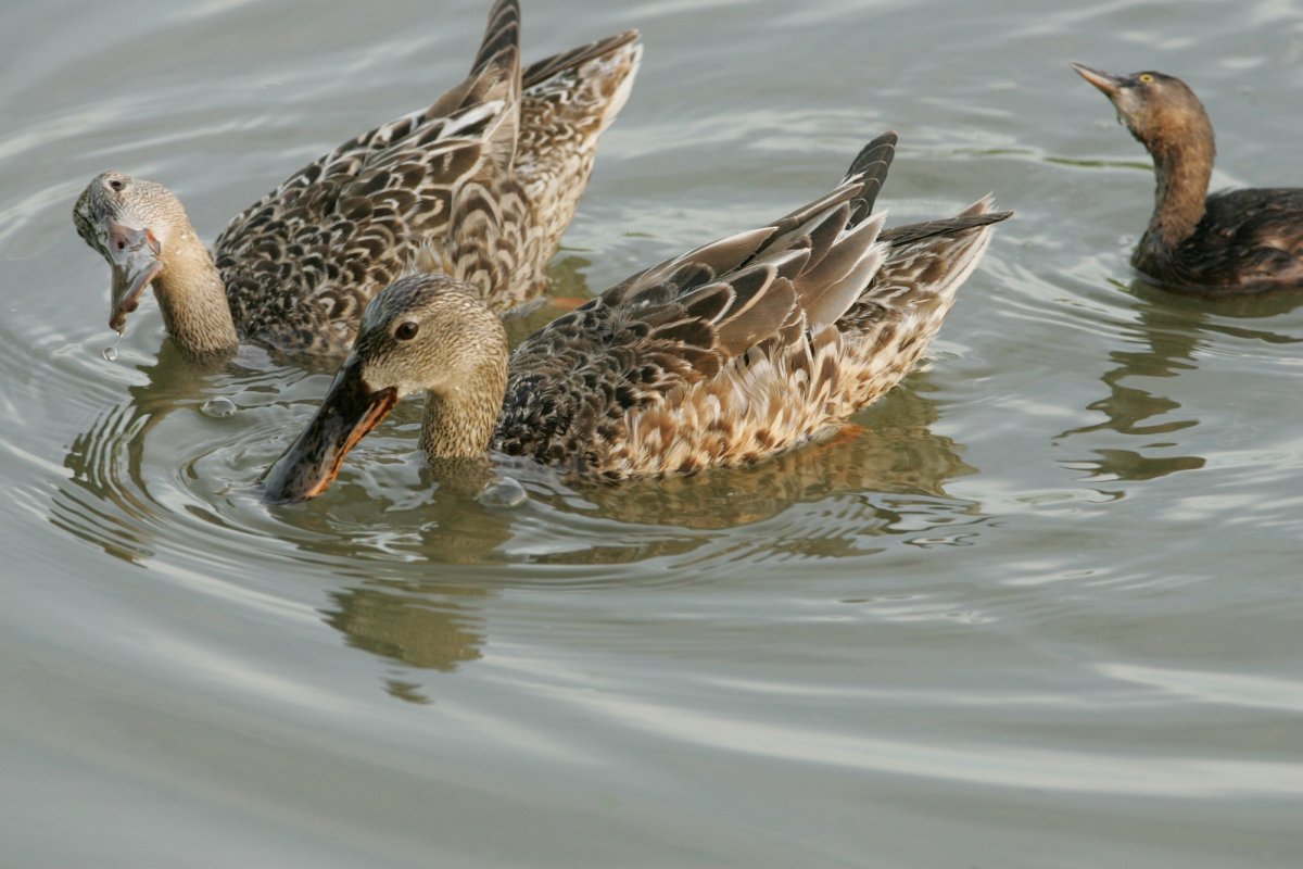 Северная Широконоска