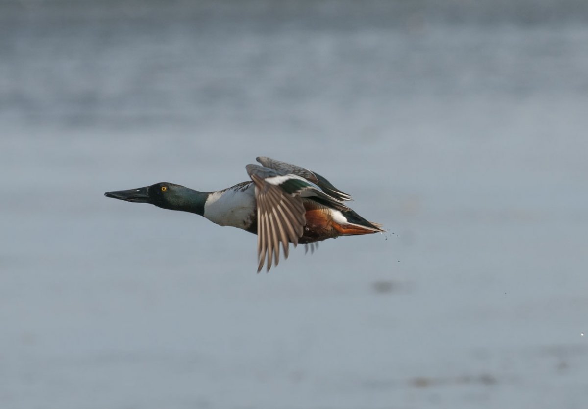 Утка Широконоска в полете
