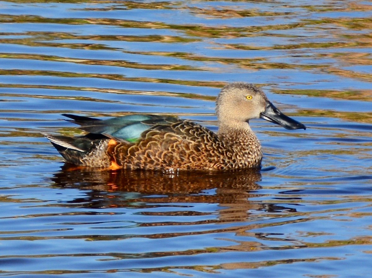 Соксун Широконоска