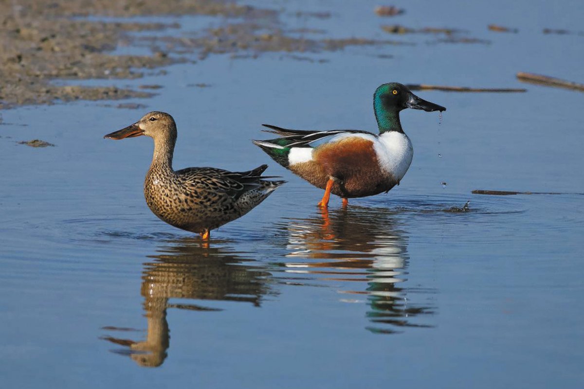 Широконоска пара