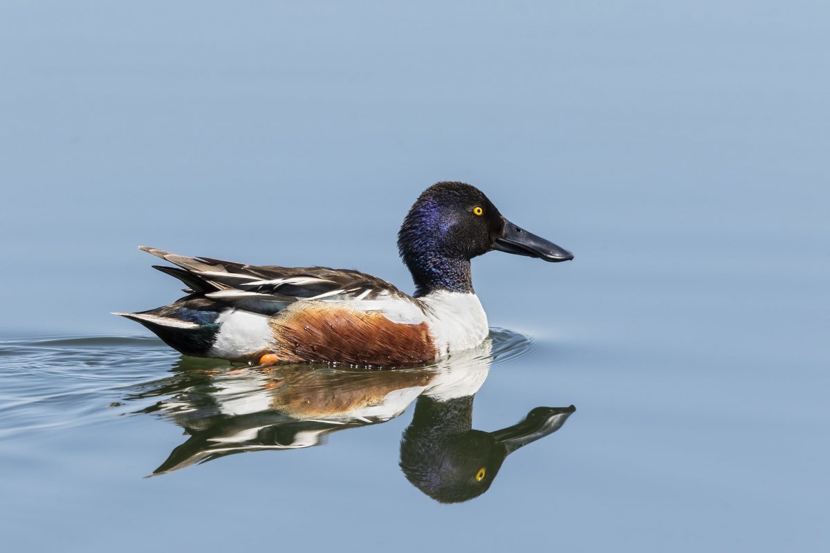 Соксун Широконоска