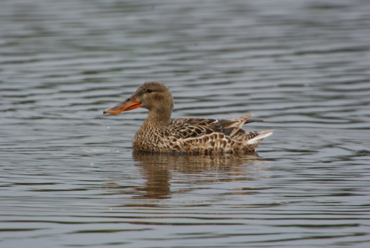 Северная утка чернеть