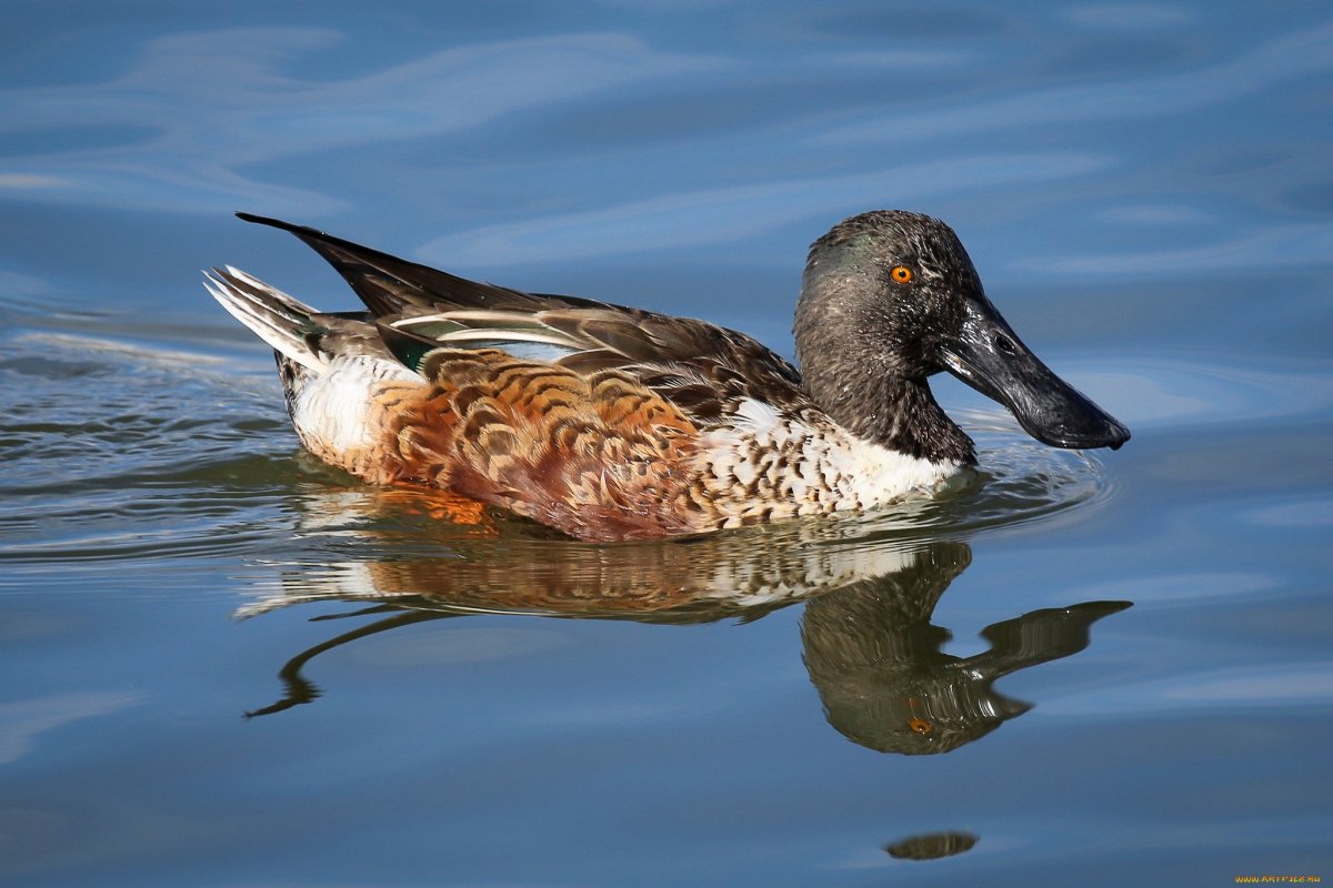 Ареал широконоски