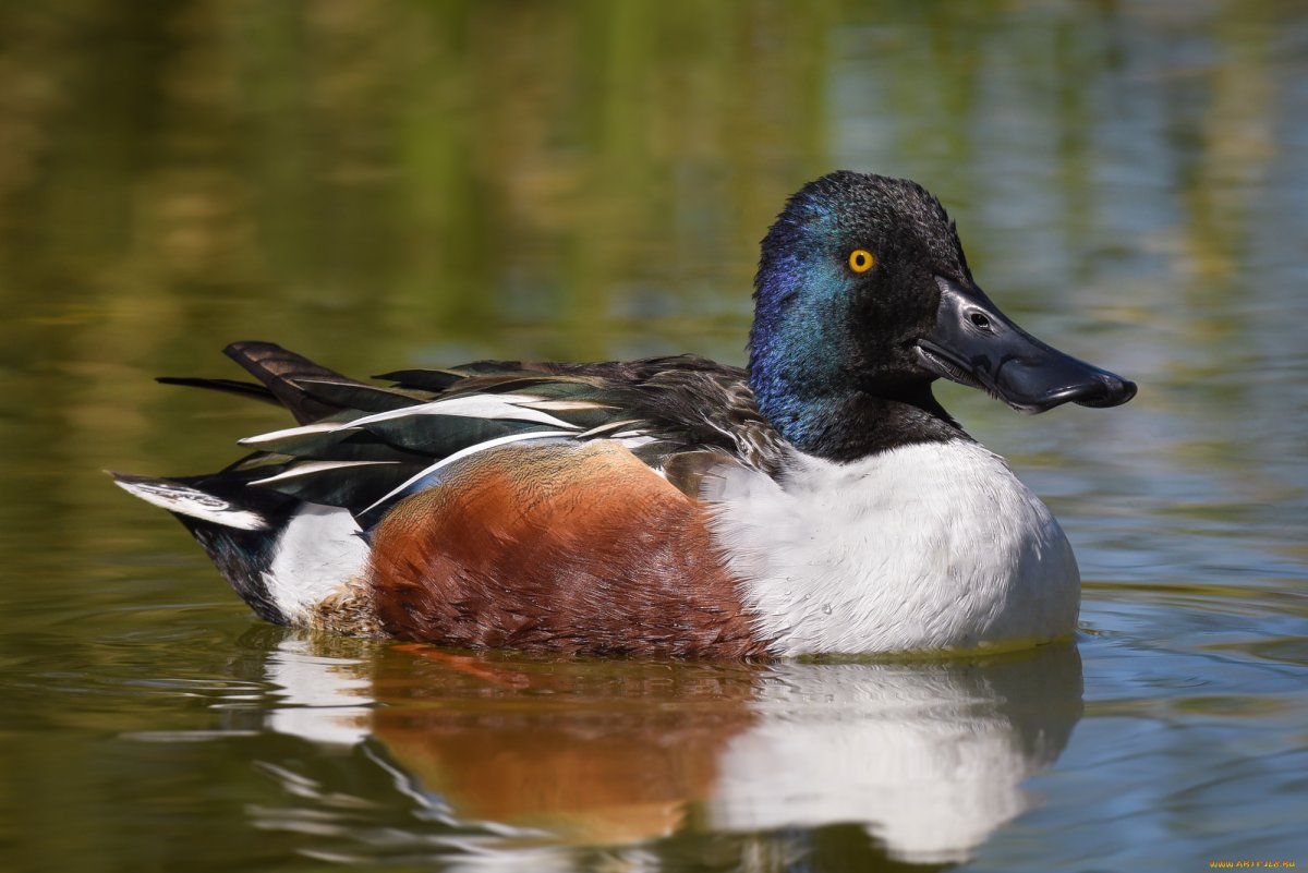 Утка классификация животных