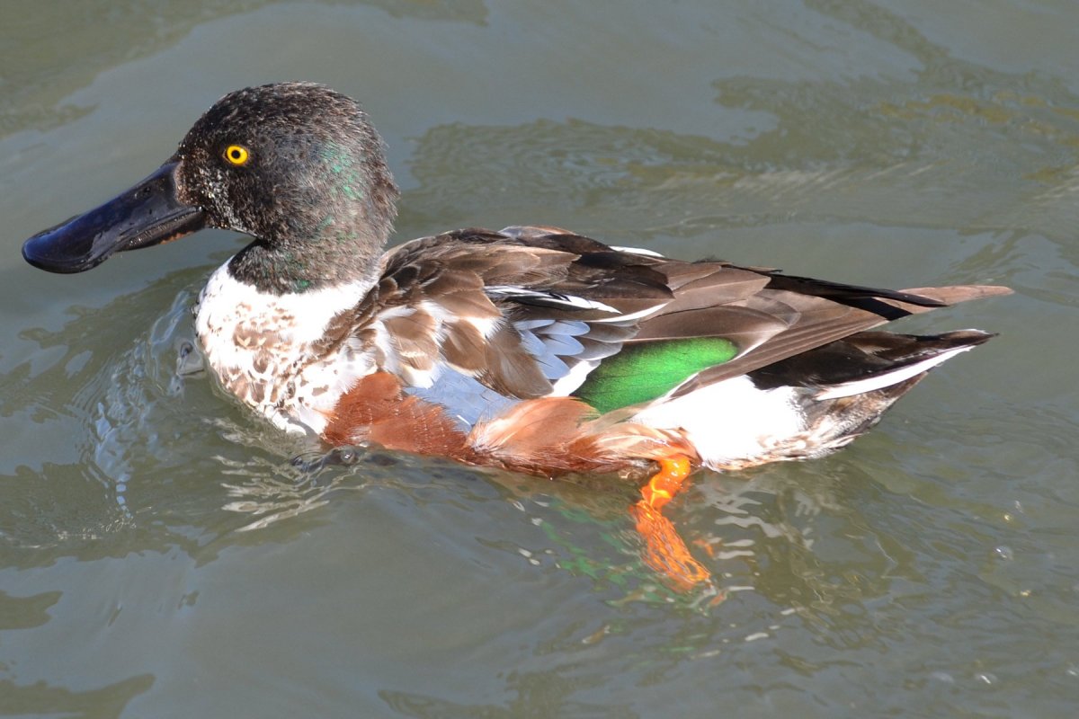 Широконоска самец линяет