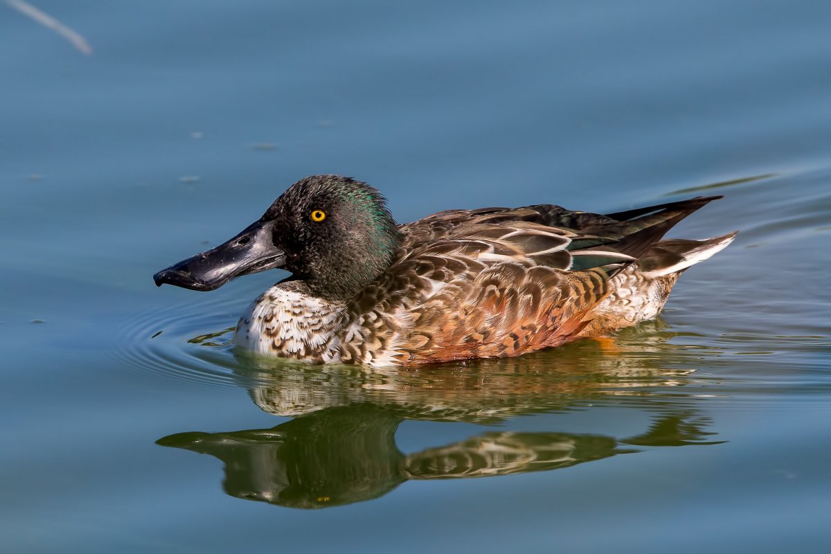 Широконоска селезень весной