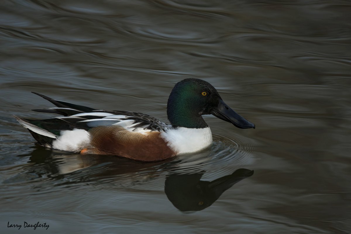 Перо дикой утки