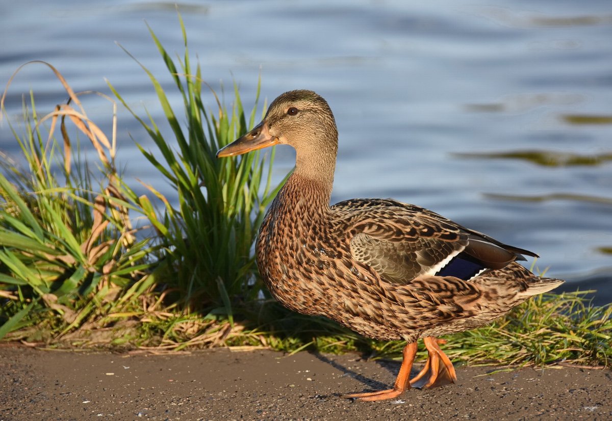 Птицы водоемов и побережий